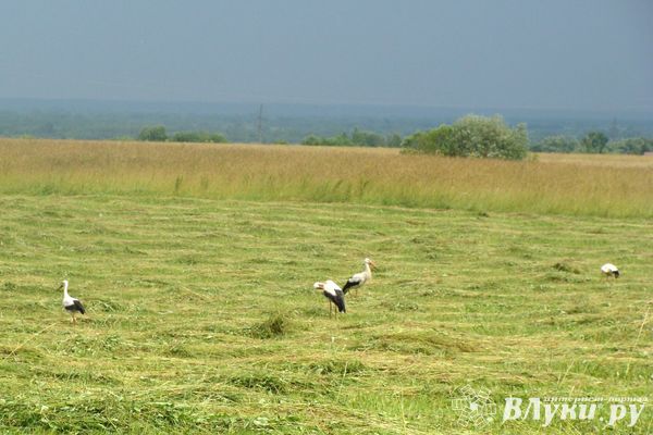 Названы самые популярные имена детей в Псковской области в августе