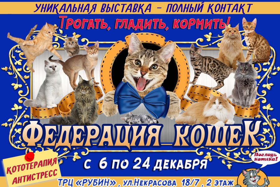 В Великих Луках пройдет контактная зоовыставка — время гладить котиков! (ФОТО)