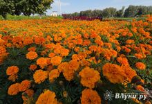 Сегодня в Великих Луках осадков не ожидается