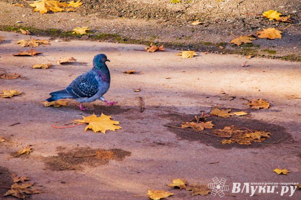 Прогноз погоды в Великих Луках на 5 ноября