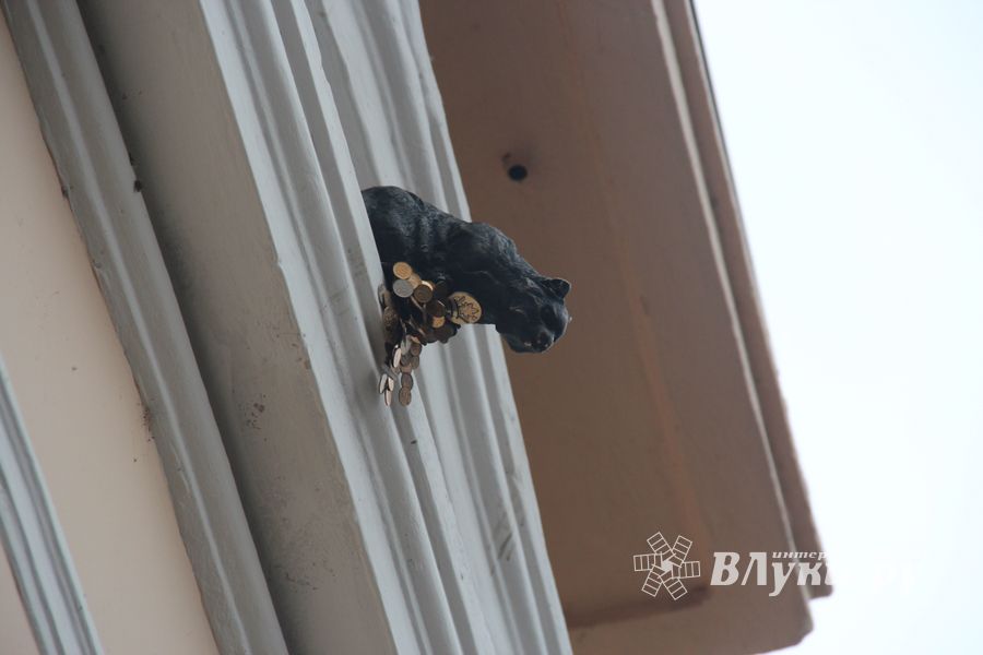 В Великих Луках появился чёрный кот (ФОТО)