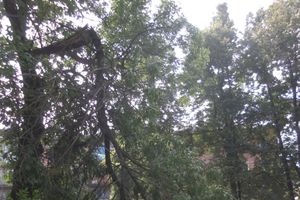 Великолучане пожаловались на сайте губернатора на ямы при выезде их города и на сломанное дерево в парке Пушкина (фото)