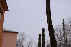 Одни ещё обрезают, а другие уже жалуются губернатору (ФОТО)