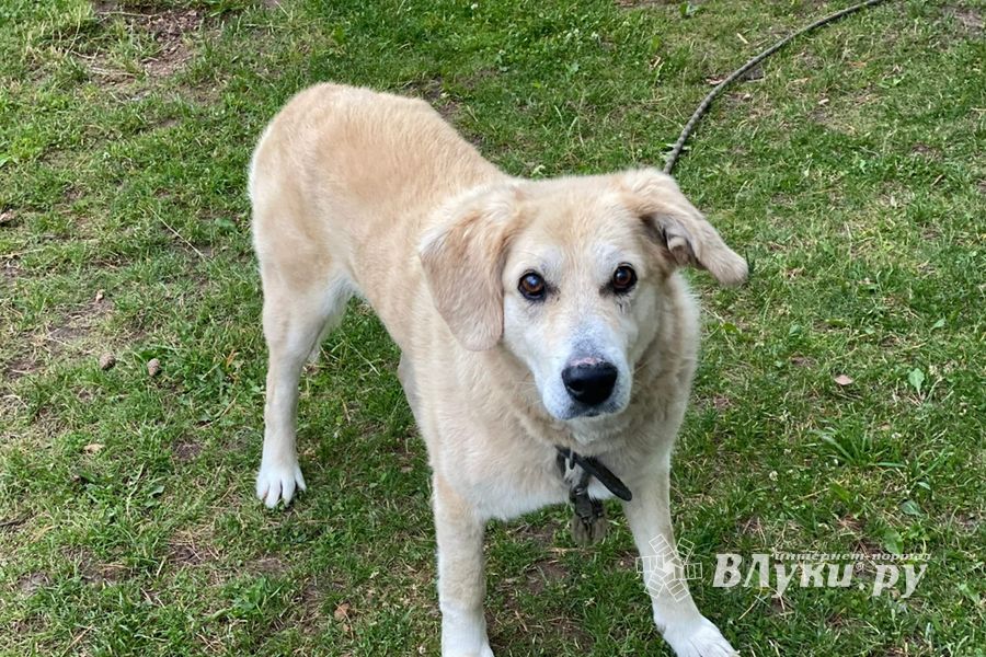 Фото: © ВЛуки.ру