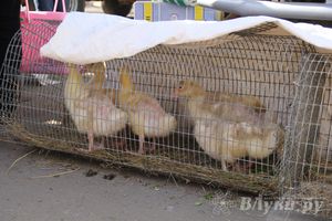 Универсальная торговая ярмарка «Весна-2015» прошла в Великих Луках (фото)