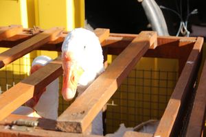 Торговая ярмарка «Осень-2016» прошла в Великих Луках (ФОТО)