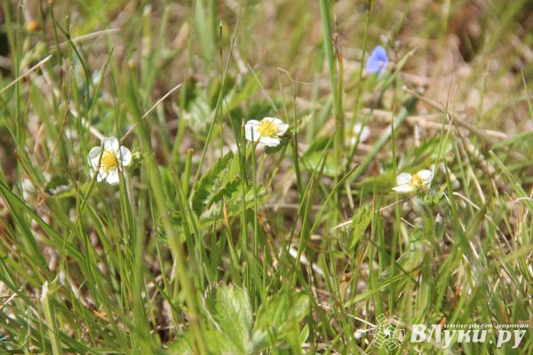 Прогноз погоды на 5 июня