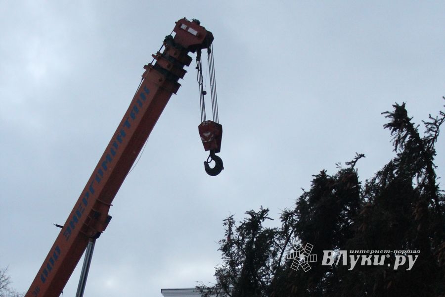 В Великие Луки приехала главная новогодняя ель (ФОТО)