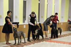 Всероссийская выставка собак в Великих Луках (фото)