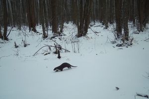 Фото: Полистовский заповедник