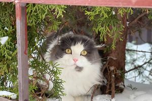 © ВЛуки.ру