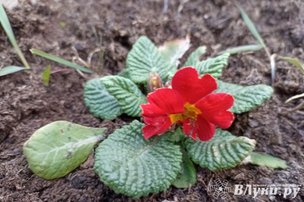 Сегодня великолучанам обещают солнечный день