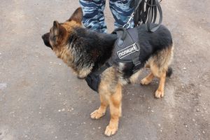 Подробности ЧП с подозрительным рюкзаком в Великих Луках (ФОТО)