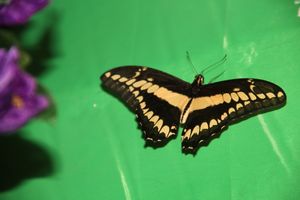 Выставка тропических бабочек в Великих Луках