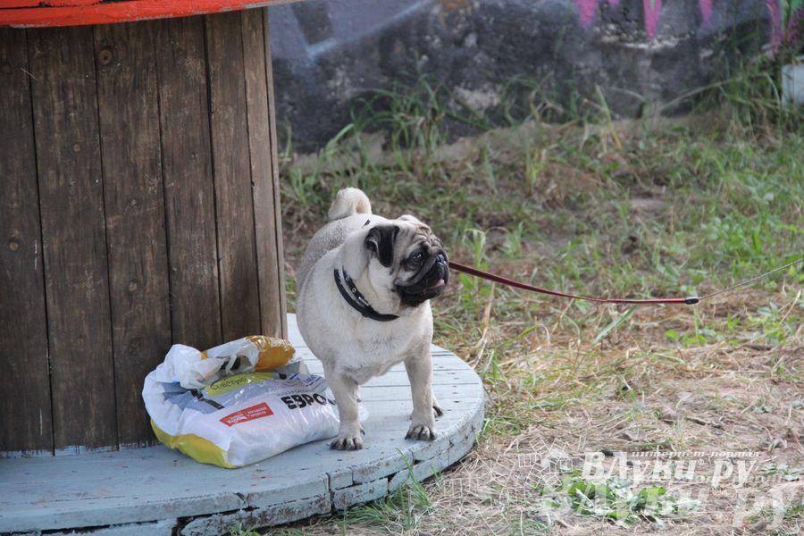 День открытых дверей на спортивно-дрессировочной площадке