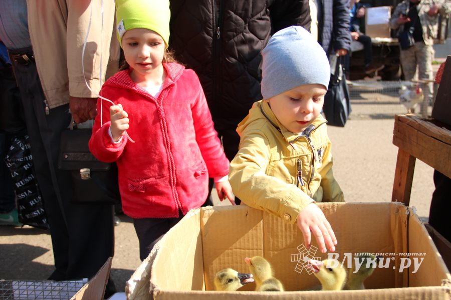 СТЦ «СтройСам» порадовал великолучан на универсальной ярмарке «Весна-2018» (ФОТО)