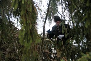 Ёлочка приехала! (ФОТО)