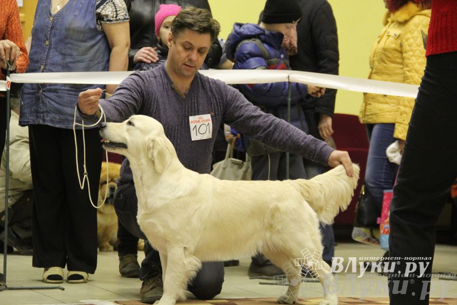 Всероссийская выставка собак «Великие Луки — 2014»