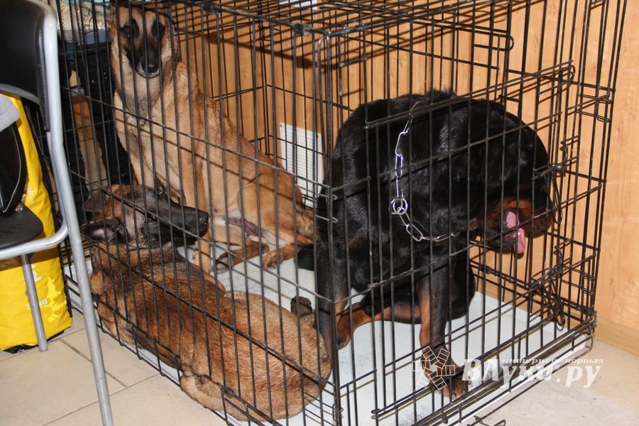 Всероссийская выставка собак в Великих Луках (фото)