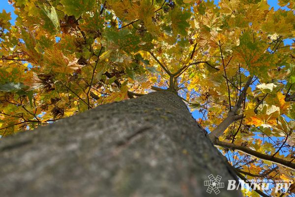 Прогноз погоды на 13 октября в Великих Луках