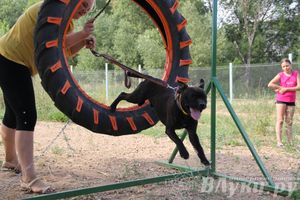 День открытых дверей на спортивно-дрессировочной площадке