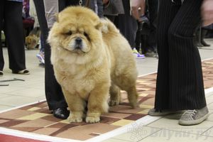 Всероссийская выставка собак «Великие Луки — 2014»