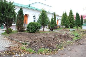 Куда исчезли пихты у Свято-Вознесенского собора в Великих Луках