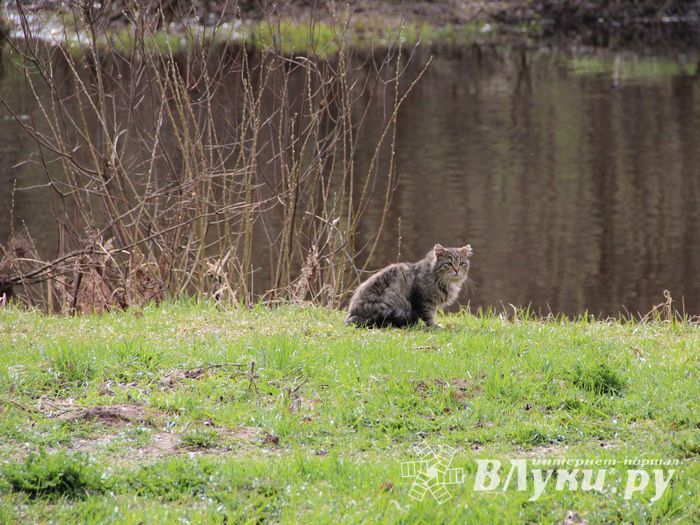 На острове Дятлинка проходит субботник