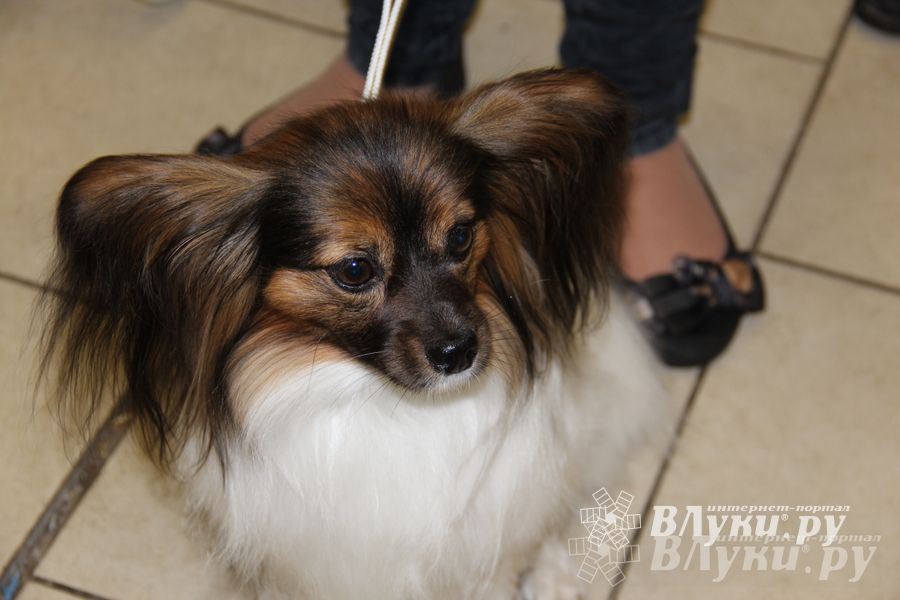 Всероссийская выставка собак в Великих Луках (фото)