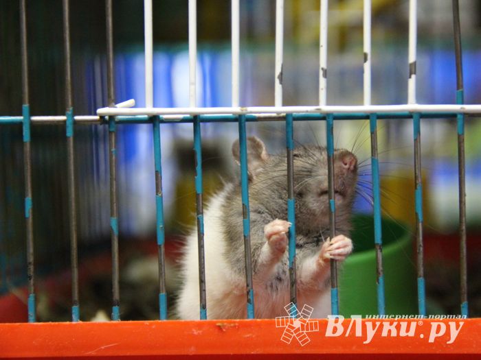 «Zooбастики»: подарите праздник своим любимцам! (ФОТО+ВИДЕО)