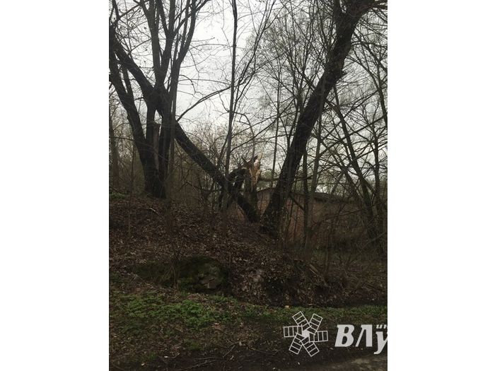 Жутковатое дерево близ острова Дятлинка