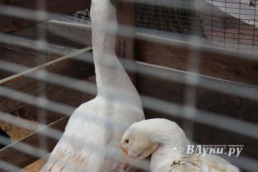 В Великих Луках проходит Весенняя ярмарка (ФОТО)