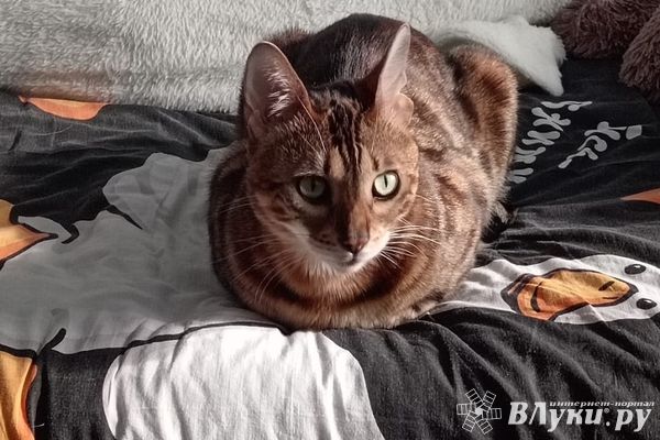 Прогноз погоды в Великих Луках на 11 ноября