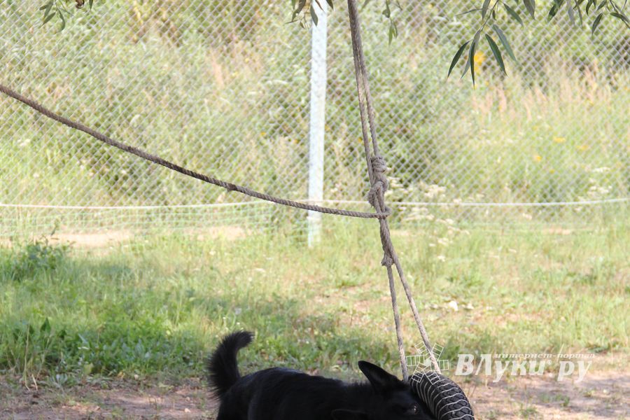 День открытых дверей на спортивно-дрессировочной площадке
