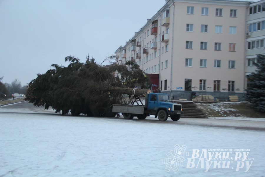 В Великих Луках установили новогоднюю елку (фото)
