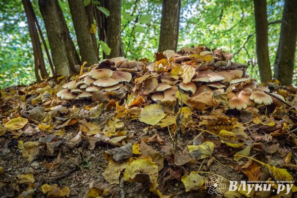 Прогноз погоды на 18 октября в Великих Луках