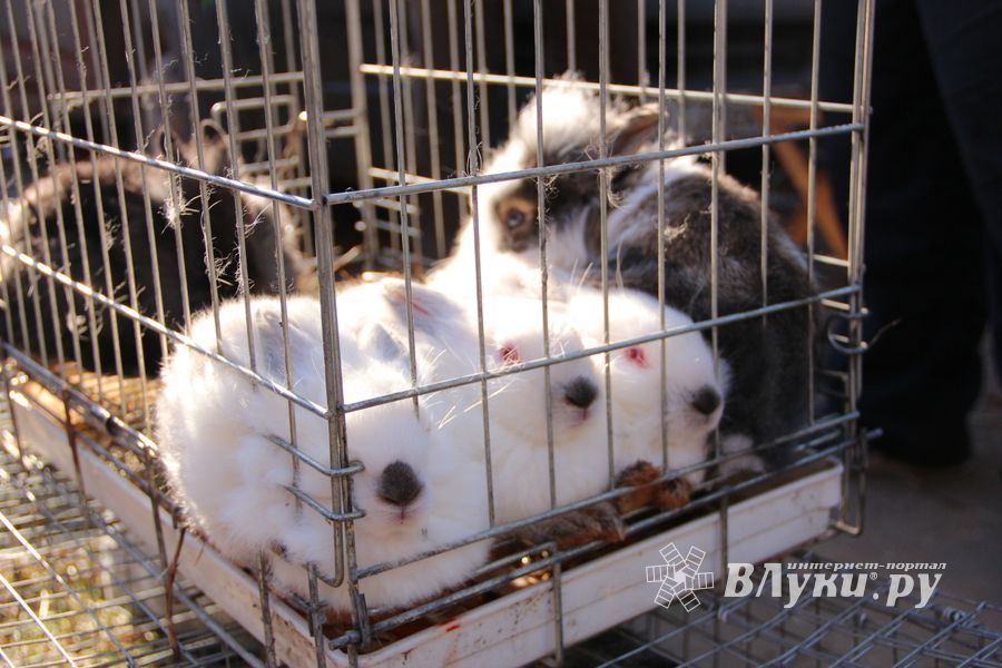 Торговая ярмарка «Осень-2016» прошла в Великих Луках (ФОТО)