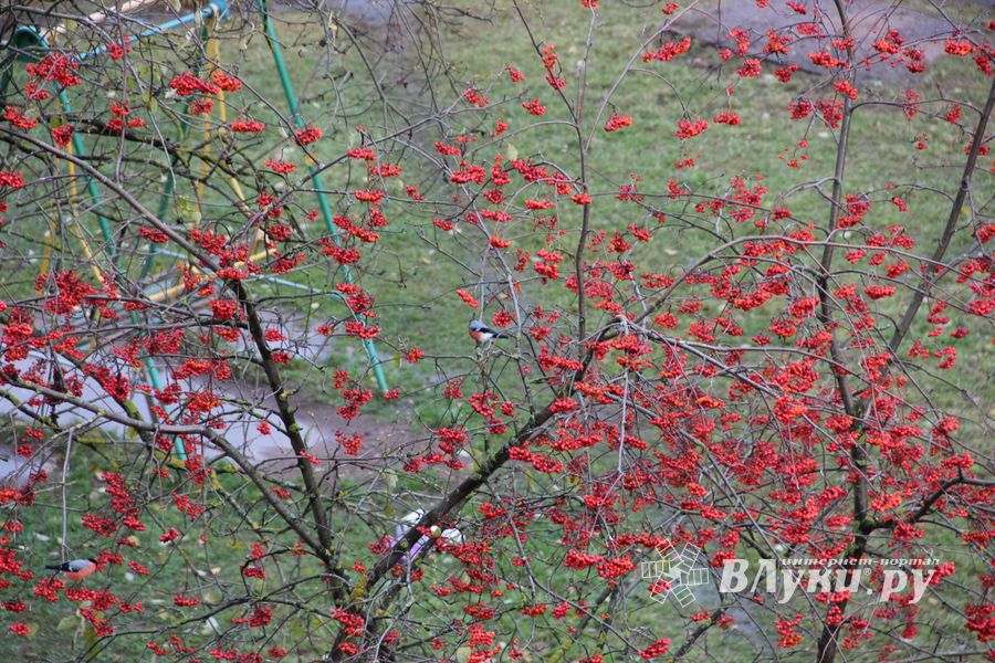 Зима в Великих Луках будет суровой (ФОТО)