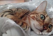 Похолодание и дожди ожидаются на Северо-Западе