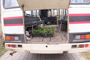 Виолы первыми появились на клумбах Великих Лук (ФОТО)