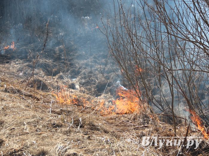 Великолукский район полыхает (ФОТО; ВИДЕО)