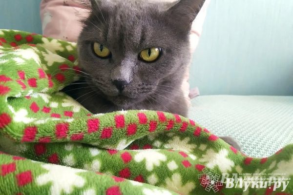 Ночью в Псковской области похолодает до - 7