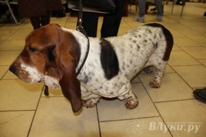 Всероссийская выставка собак в Великих Луках (фото)