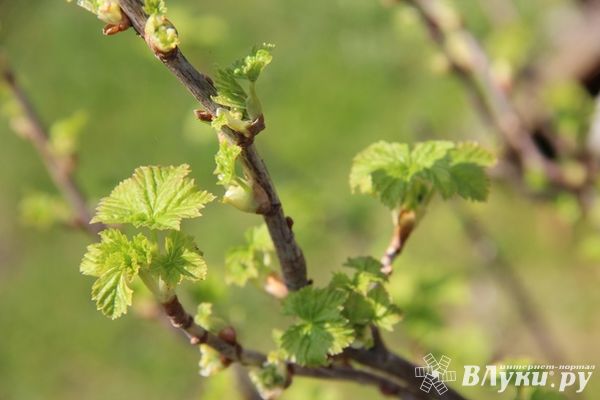 О погоде в апреле рассказали жителям Псковской области