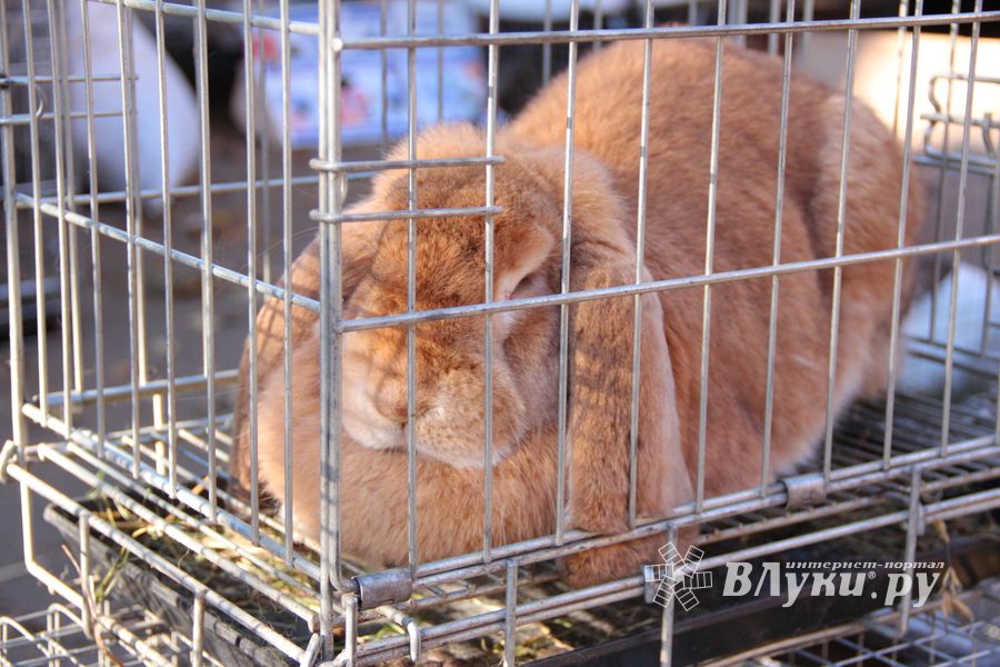 Торговая ярмарка «Осень-2016» прошла в Великих Луках (ФОТО)