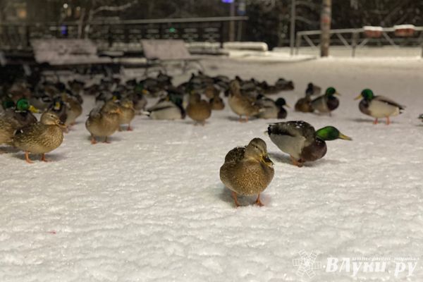 Синоптики рассказали, какой будет наступающая зима в России