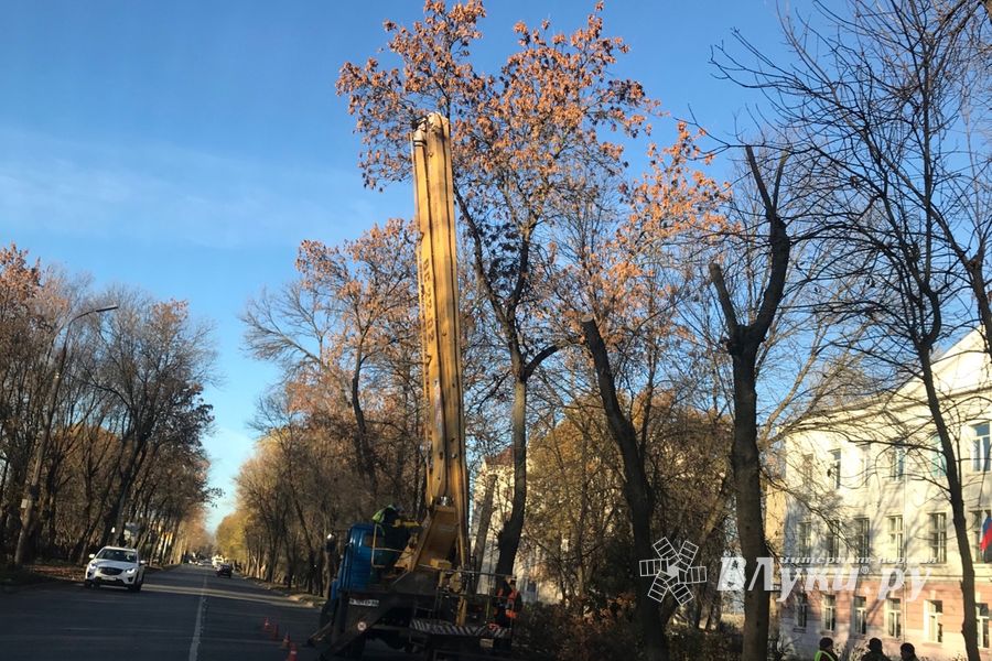 В Великих Луках обрезают тополя (ФОТО)