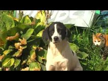 Импульс-ТВ: Грант на благоустройства приюта для животных