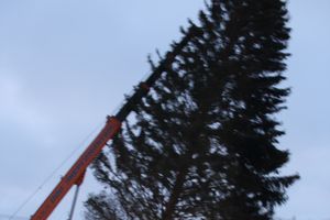 В Великие Луки приехала главная новогодняя ель (ФОТО)