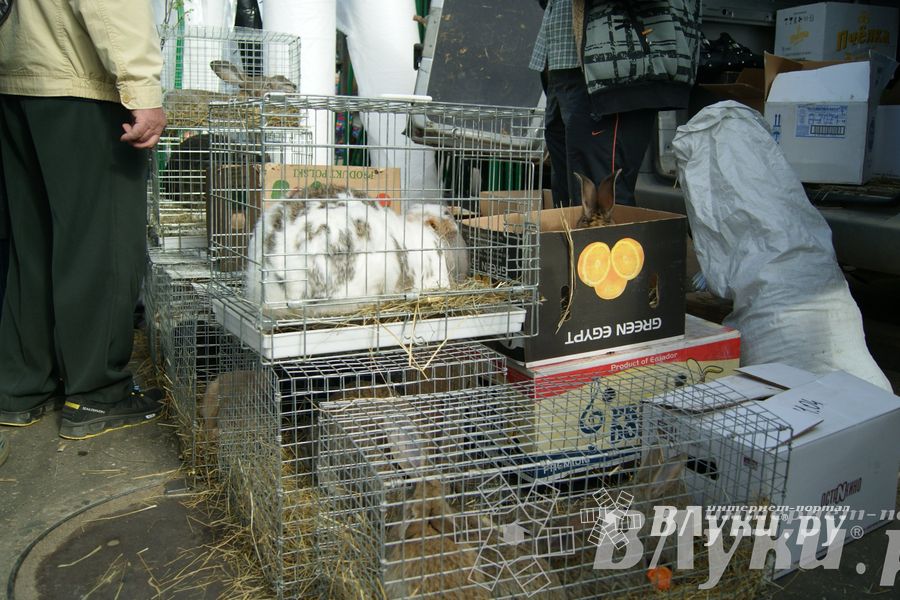 Весенняя ярмарка 2013 прошла в Великих Луках